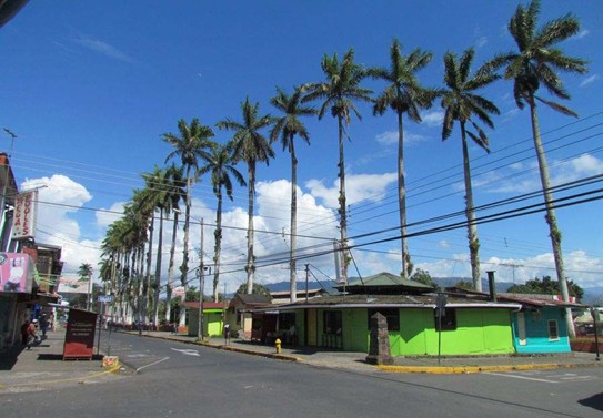 Palmeras